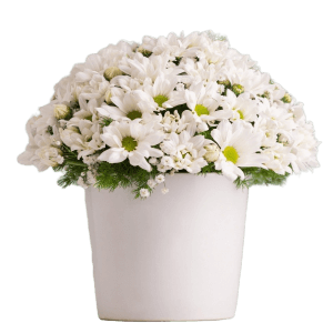 PAPATYA Ç?ÇEK ARANJMAN