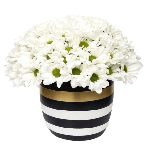 Vazoda Beyaz Papatya Aranjmanı
